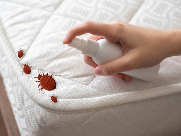 Best Local Pest Control Services  in Bellmawr, NJ